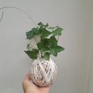 Kokedama de hera estrela pequena Kokedama de hera estrela pequena