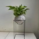 Kokedama de jiboia branca
