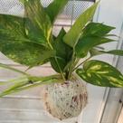 Kokedama de jiboia grande Kokedama de jiboia grande