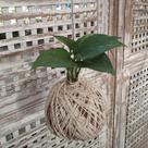 Kokedama de jiboia pequena Kokedama de jiboia pequena