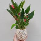 Kokedama de mini antúrio