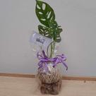 Kokedama de monstera adansonii para presente com suporte de madeira