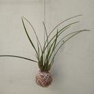 Kokedama de orquídea maxillaria tenuifolia (perfume de coco queimado)