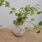 Kokedama de peperomia pendente