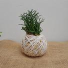 Kokedama de ripsalis