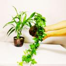 Kokedama Hera Estrela Hedera Helix - Arranjo Decoração Natural Kokedama Hera Estrela Hedera Helix - Arranjo Decoração Natural