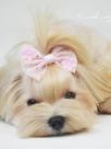 Laço Tule Flor Rosa para cachorro