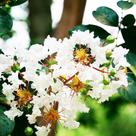 Lagerstroemia indica (Resedá Branco) - Sementes