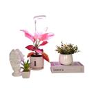 Lâmpada De Cultivo USB Angel Ring De Espectro Completo Para Plantas E Mudas Com Controle Para