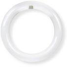 Lâmpada Feit Electric FC8 8" Circline 1400lm 15W 120V
