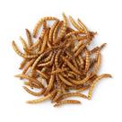 Larvas de Tenébrio Comum Desidratado - 500 g