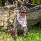 Lenço Triangular Minimalista para Pets - Cores Pastel Naturais