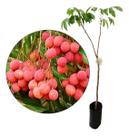 Linda Muda De Lichia Kwai Mai Pink Precoce Produz Rápido Linda Muda De Lichia Kwai Mai Pink Precoce Produz Rápido