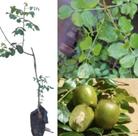 Linda Muda De Umbu Gigante 1 A 1,5 Metros Envio Imedito