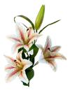 Lírio Artificial Buque 3 Flores Cores Alt 90cm Grande