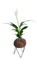 Lirio da paz natural na kokedama