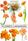 Livro - Coleção Cores da Natureza - Flores Laranjas