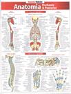 Livro - Resumao - Anatomia Profunda Posterior