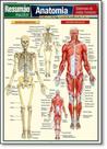 Livro - Resumão Escolar Anatomia: Sistemas do Corpo Humano Ensino Fundamental -