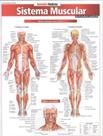 Livro - Resumao - Sistema Muscular Avancado
