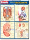 Livro - Resumao - Sistema Urogenital Livro - Resumao - Sistema Urogenital