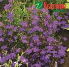 Lobelia Azul Cristal Palace - 100mg de Sementes