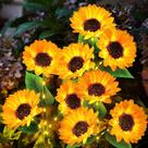 Luces Solares para Jardín KOOPER Paquete de 6 Girasoles Impermeables