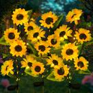Luzes solares de jardim de girassol ILLUMINEW, pacote com 6 unidades ao ar livre