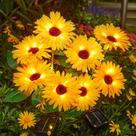 Luzes solares de jardim WDTPro, pacote com 4, 16 LED Daisy Waterproof