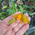 Lycaste aromatica