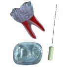 Macro Modelo Endodontia de Molar