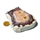 Madeira Petrificada Pedra Natural de Matéria Orgânica 246g