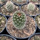 Mammillaria Aurea