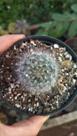 Mammillaria bocasana