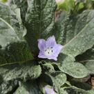 Mandragora officinarum - Sementes
