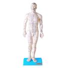 Manequim Acupuntura Masculino 50 cm