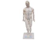 Manequim Acupuntura Masculino 50 cm
