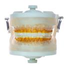 Manequim Articulado Transparente Periodontia I PD 102 Pronew