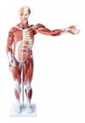 Manequim Muscular Axessuado De 80cm Em 27 Partes