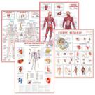 Mapa Anatomia Humana Corpo Muscular Circulatório Esquelético