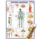 Mapa Anatômico Enrolado Do Sistema Nervoso 120x90 Cm - Medicina - Enfermagem