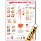 Mapa Anatômico Enrolado Do Sistema Tegumentar 120x90 Cm - Medicina - Enfermagem Mapa Anatômico Enrolado Do Sistema Tegumentar 120x90 Cm - Medicina - Enfermagem