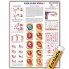 Mapa Ciclo da Vida 1 - 120 X 90 Cm - Enfermagem - Medicina - Enrolado Mapa Ciclo da Vida 1 - 120 X 90 Cm - Enfermagem - Medicina - Enrolado
