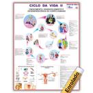 Mapa Ciclo da Vida 2 Enrolado - Gigante 120 X 90cm - Enfermagem - Medicina Mapa Ciclo da Vida 2 Enrolado - Gigante 120 X 90cm - Enfermagem - Medicina