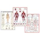 Mapa de Anatomia Humana Sistema Muscular Esquelético 1 e 2