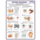Mapa Dobrado Anatômico do Sistema Sensorial 120x90 Cm - Medicina - Enfermagem