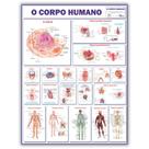 Mapa Gigante Do Corpo Humano - Dobrado- Medicina - Anatomia - Enfermagem - Fisioterapia