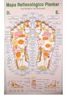 Mapa Reflexologia Plantar