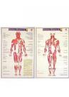 Mapa Sistema Muscular (2 pranchas) Mapa Sistema Muscular (2 pranchas)