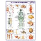 Mapa Sistema Nervoso Do Corpo Humano 120x90 Cm - Medicina - Enfermagem - Dobrado